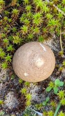Lycoperdon lividum