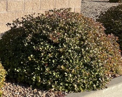 Buxus microphylla