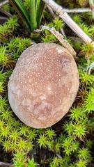 Lycoperdon lividum