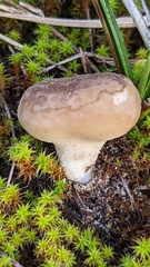 Lycoperdon lividum