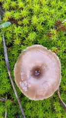 Clitocybe barbularum