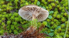 Clitocybe barbularum