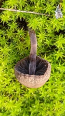 Panaeolus acuminatus