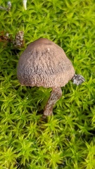 Panaeolus acuminatus