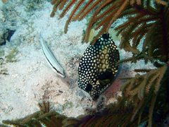 Lactophrys triqueter