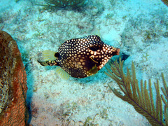 Lactophrys triqueter