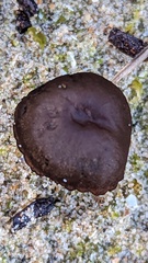Panaeolus dunensis