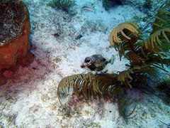 Lactophrys triqueter