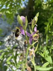 Ophrys oestrifera