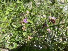 Ophrys oestrifera