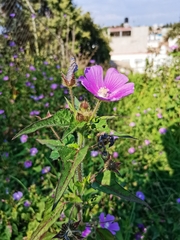 Anoda cristata