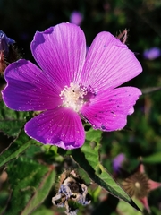 Anoda cristata