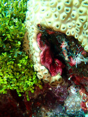 Palythoa caribaeorum