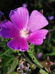 Anoda cristata