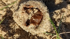Peziza ammophila