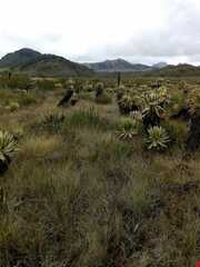 Espeletia hartwegiana