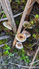 Crinipellis scabella