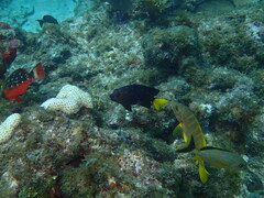 Microspathodon chrysurus