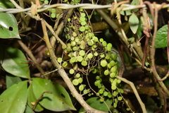 Peperomia rotundifolia