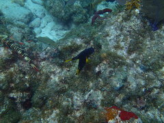 Microspathodon chrysurus