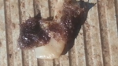 Savignyella lafontii