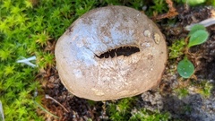 Lycoperdon lividum