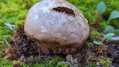 Lycoperdon lividum