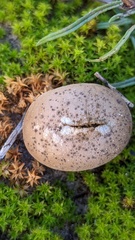 Lycoperdon lividum