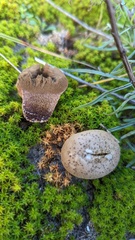 Lycoperdon lividum