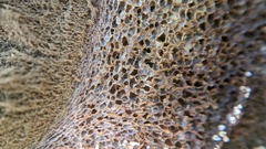 Lycoperdon lividum