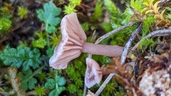 Omphalina galericolor