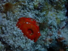 Montastraea cavernosa