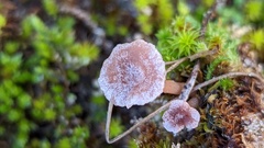 Omphalina galericolor