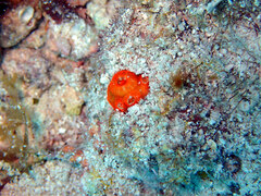 Montastraea cavernosa