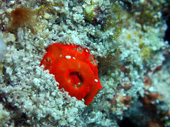 Montastraea cavernosa