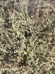Atriplex polycarpa
