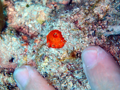 Montastraea cavernosa