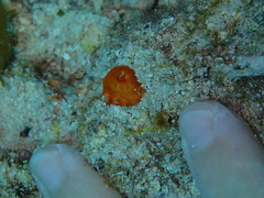 Montastraea cavernosa