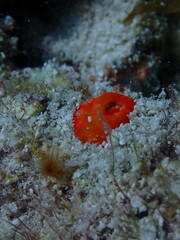 Montastraea cavernosa