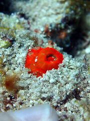 Montastraea cavernosa