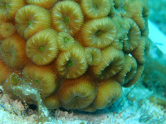 Montastraea cavernosa