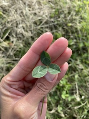 Trifolium repens
