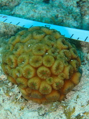 Montastraea cavernosa