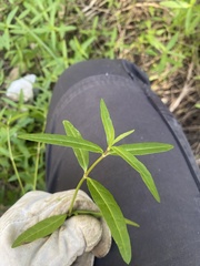 Alternanthera denticulata