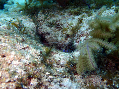 Ancylomenes pedersoni