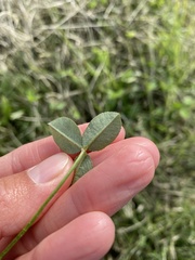 Trifolium repens