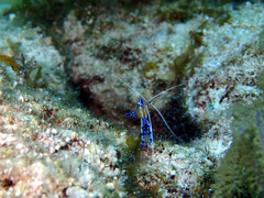 Ancylomenes pedersoni