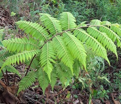 Cyathea colensoi