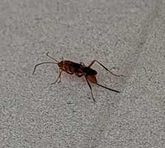 Compsocryptus texensis