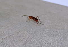 Compsocryptus texensis